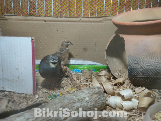 কিং কোয়েল